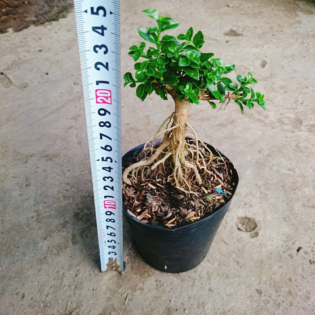 Cây Sam Hương - chậu cây cảnh mini bonsai để bàn