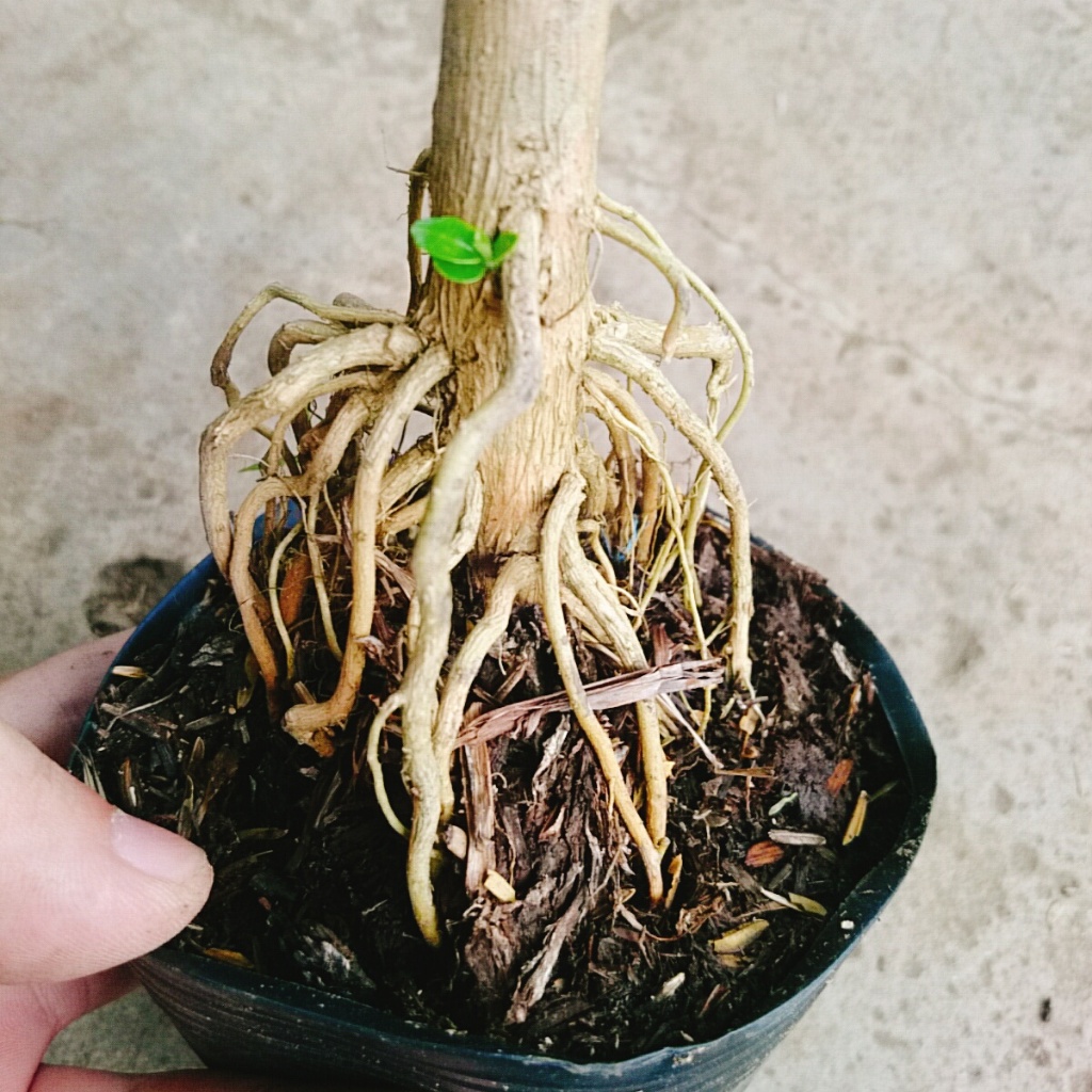 Cây Sam Hương - chậu cây cảnh mini bonsai để bàn