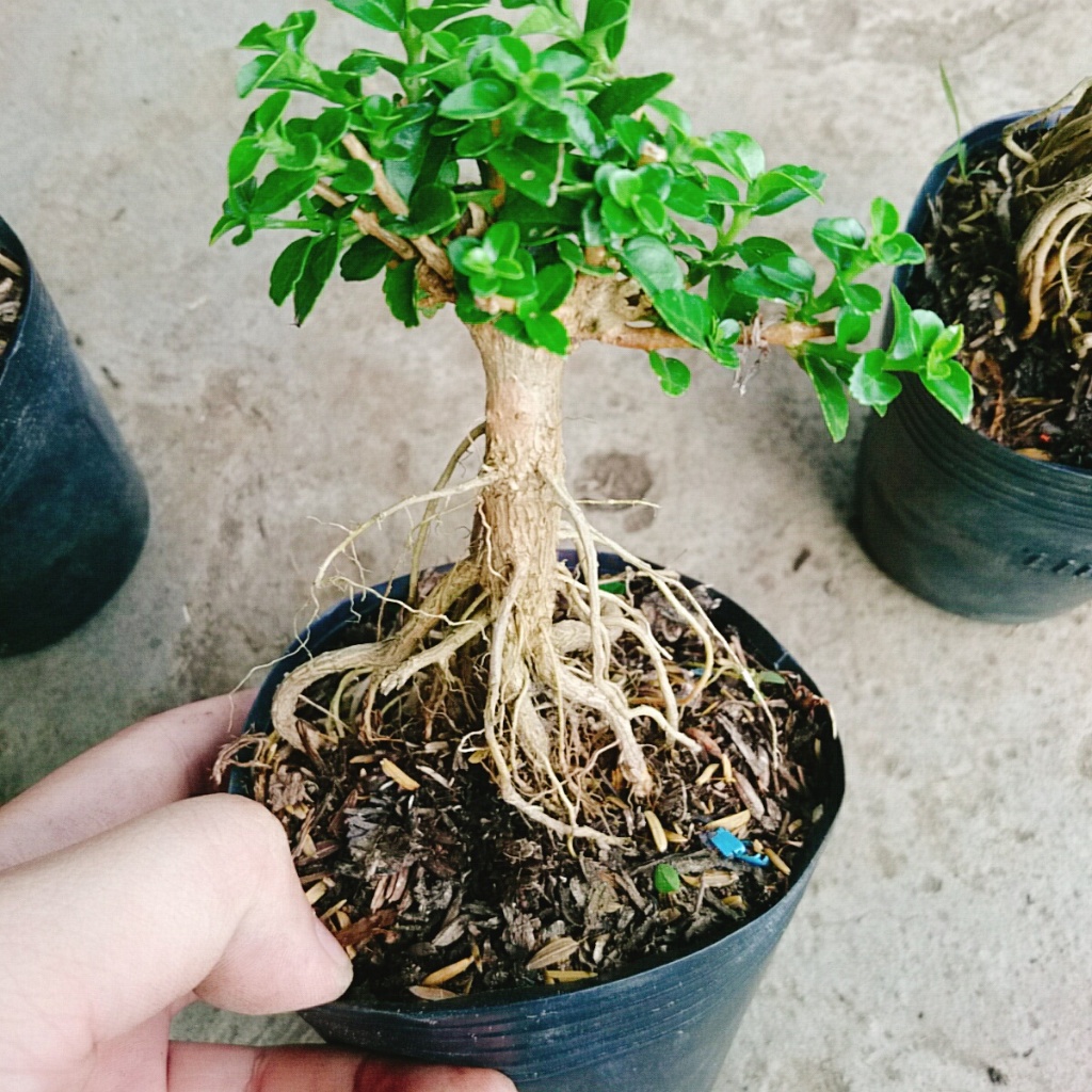 Cây Sam Hương - chậu cây cảnh mini bonsai để bàn