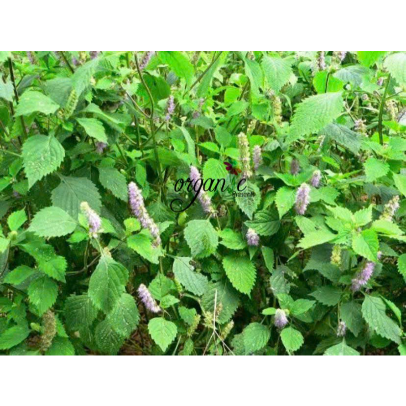 TINH DẦU HƯƠNG NHU (GRATISSIMUM)