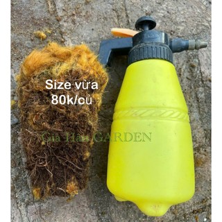 củ dương xỉ culi siêu to chuẩn lông vàng , trồng trong nhà không cần ánh nắng