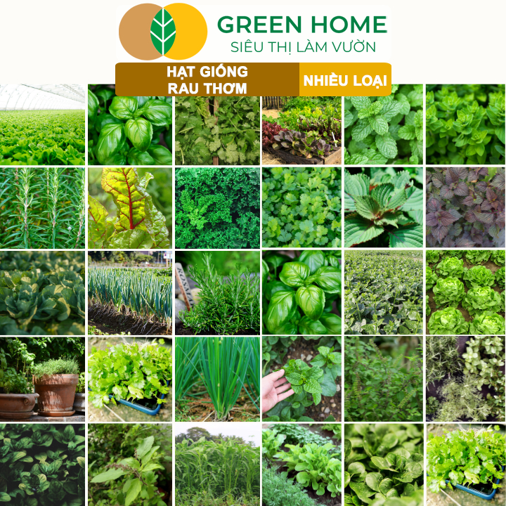 Hạt giống Rau Thơm GreenHome, Nhiều Loại, Dễ Trồng, Dễ Chăm Sóc, Trồng ...