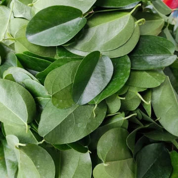 500g lá sương sâm tươi nhà trồng (sương sâm lá trơn)