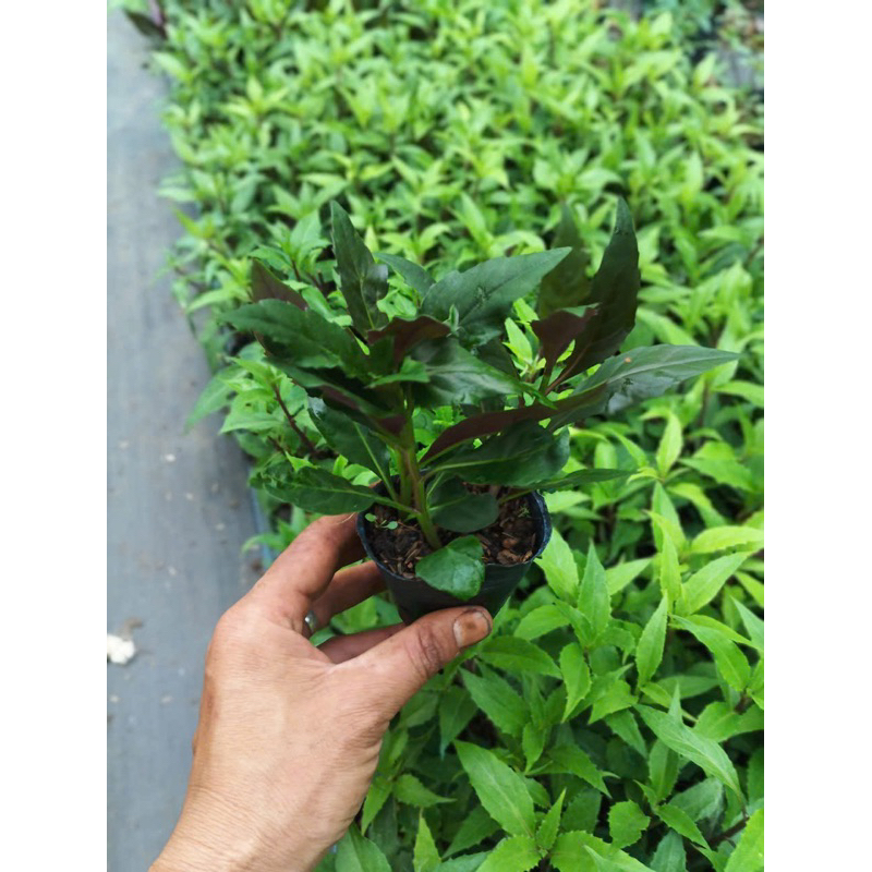 Combo 5 chậu rau rừng BẦU ĐẤT TÍM - Thơm ngon giòn ngọt | Shopee Việt Nam