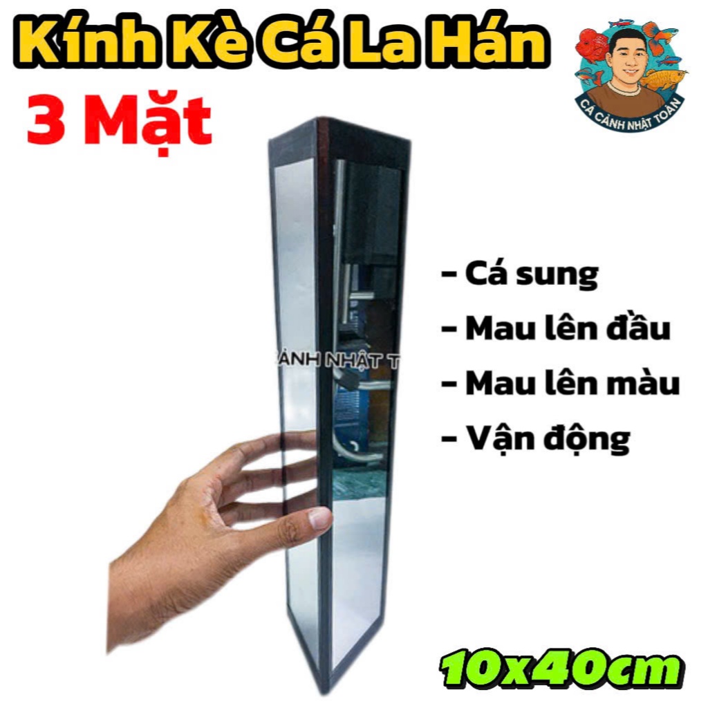 KÍNH KÈ LA HÁN 3 MẶT CHO CÁ SUNG HÀNG XỊN