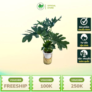 Cây Trầu Bà Thanh Xuân Thuỷ Sinh - Cây Để Bàn Thanh Lọc không Khí