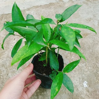 Cây Trúc Nhật - chậu cây cảnh trong nhà