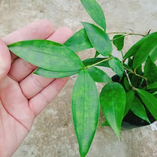 Cây Trúc Nhật - chậu cây cảnh trong nhà
