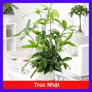 Cây Trúc Nhật - chậu cây cảnh trong nhà