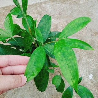Cây Trúc Nhật - chậu cây cảnh trong nhà