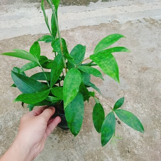 Cây Trúc Nhật - chậu cây cảnh trong nhà