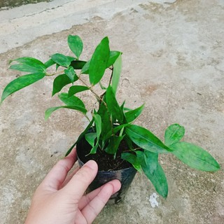 Cây Trúc Nhật - chậu cây cảnh trong nhà