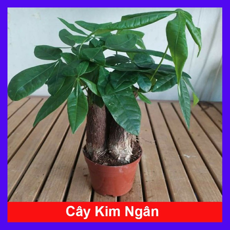 Cây Kim Ngân (3 thân) - chậu cây cảnh để bàn