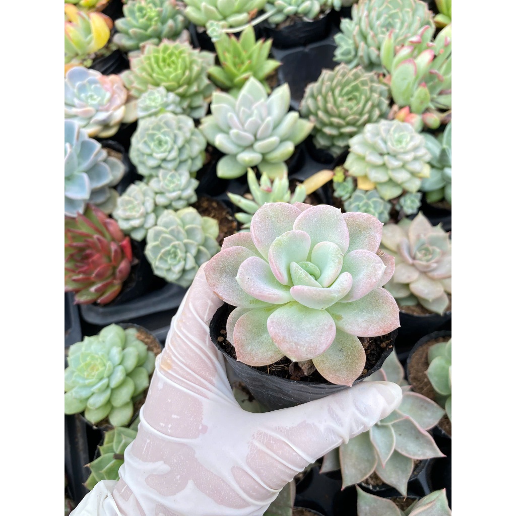 sen đã muỗng size bầu 5cm. Lỗi 1 đổi 1