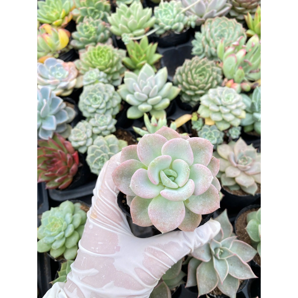 sen đã muỗng size bầu 5cm. Lỗi 1 đổi 1
