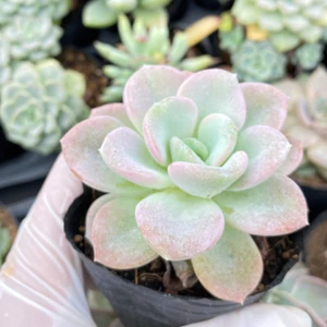 sen đã muỗng size bầu 5cm. Lỗi 1 đổi 1
