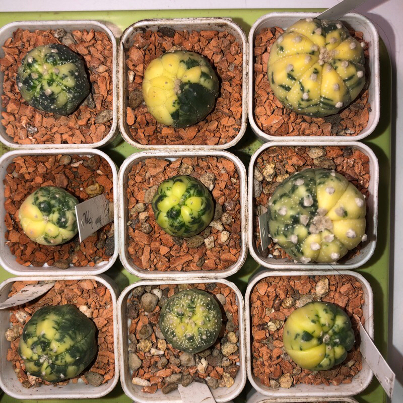 Xương rồng aster lem, aster rùa lem, aster lem các loại_ cây trong chậu ...