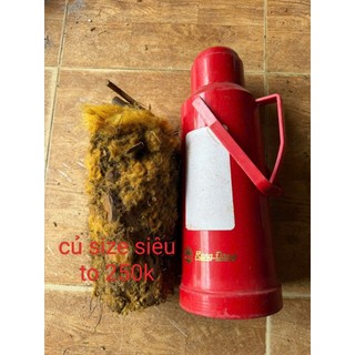 củ dương xỉ culi lông vàng size siêu  khủng
