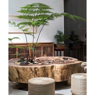 củ dương xỉ culi lông vàng size siêu  khủng