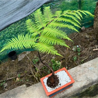 củ dương xỉ culi lông vàng size siêu  khủng