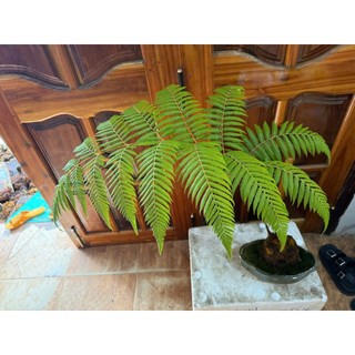 củ dương xỉ culi lông vàng size siêu  khủng