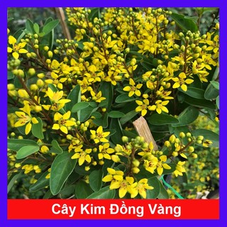 Cây Kim Đồng Vàng - chậu cây cảnh sân vườn