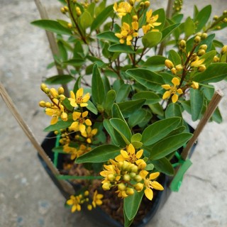 Cây Kim Đồng Vàng - chậu cây cảnh sân vườn