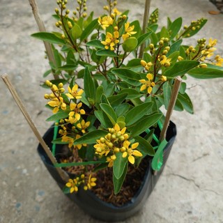 Cây Kim Đồng Vàng - chậu cây cảnh sân vườn