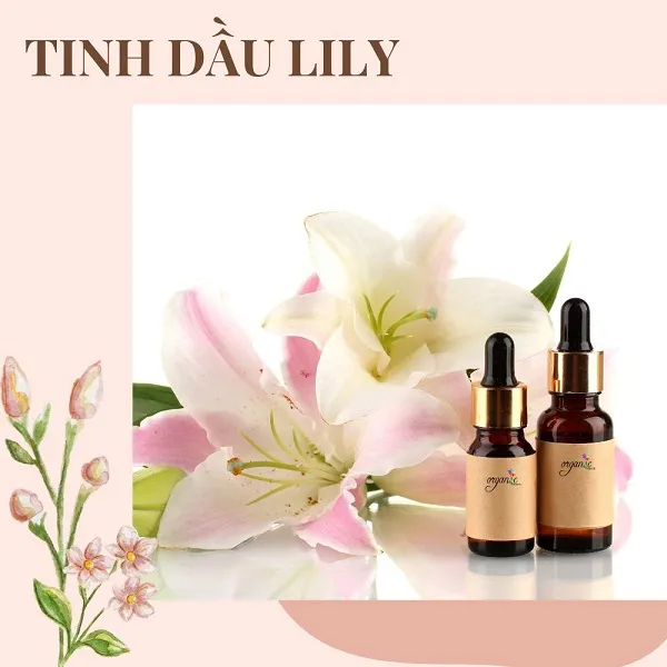 TINH DẦU HOA LILY ( HOA BÁCH HỢP)