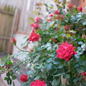 TINH DẦU HOA HỒNG (ROSE)