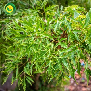 Trà Đinh Lăng Sunbeleaf - Giảm Đau Bụng Kinh, Giảm Mỏi Mệt, Giúp Ngủ Ngon