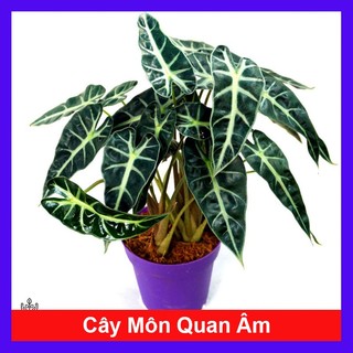 Cây Môn Quan Âm - chậu cây cảnh để bàn