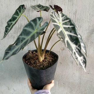Cây Môn Quan Âm - chậu cây cảnh để bàn
