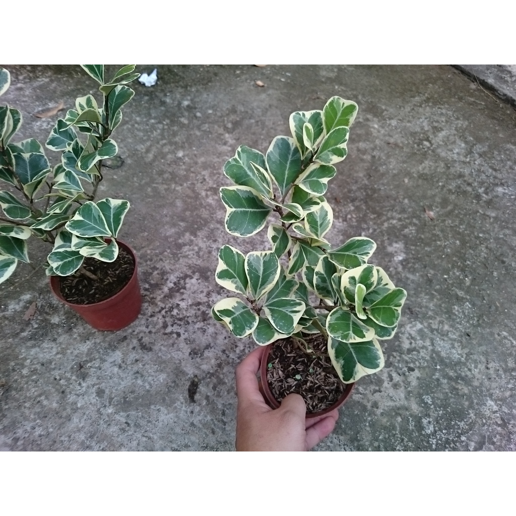 Cây bàng cẩm thạch - cây đa tam phúc - chậu cây cảnh để bàn