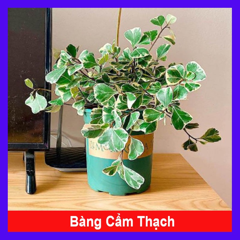 Cây bàng cẩm thạch - cây đa tam phúc - chậu cây cảnh để bàn