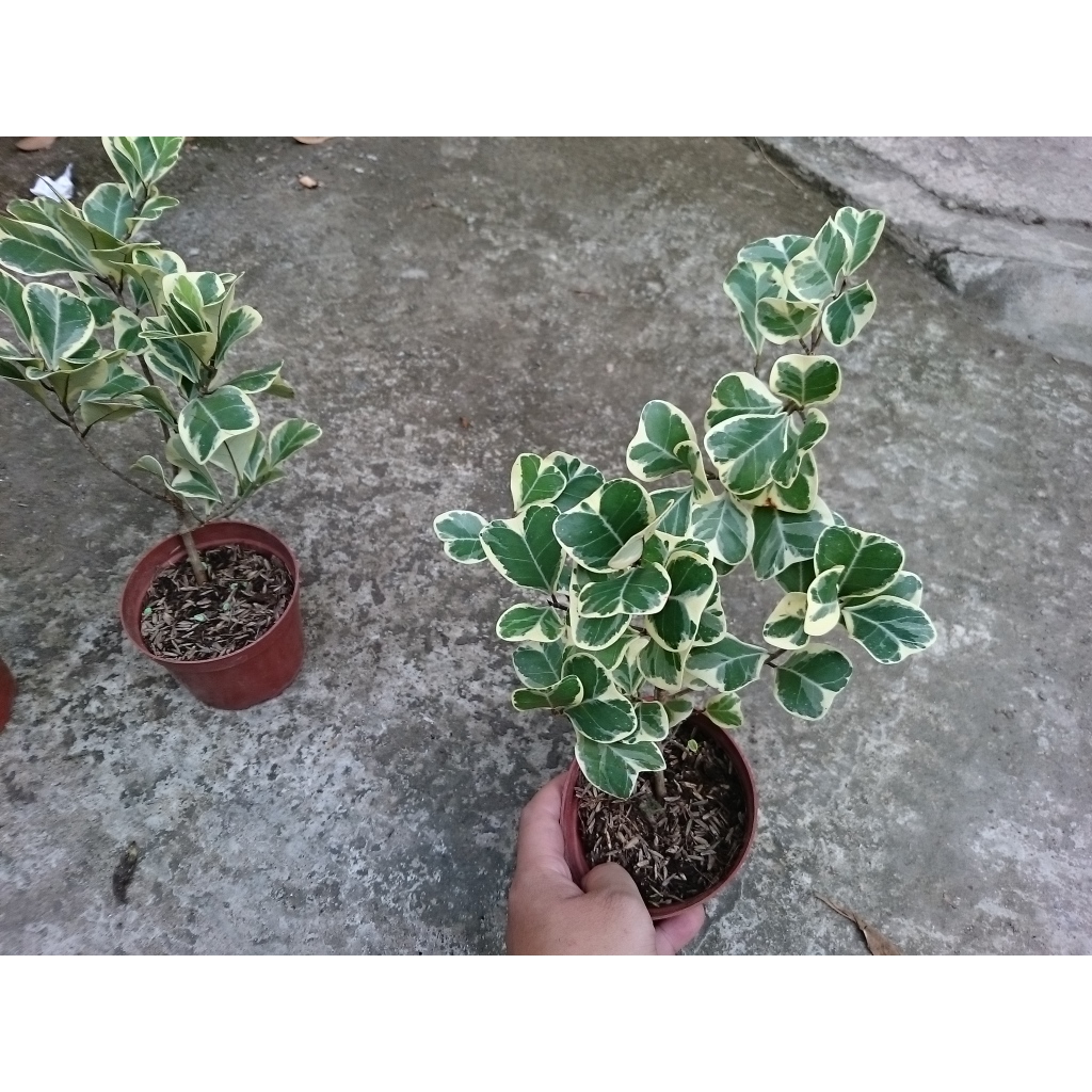 Cây bàng cẩm thạch - cây đa tam phúc - chậu cây cảnh để bàn