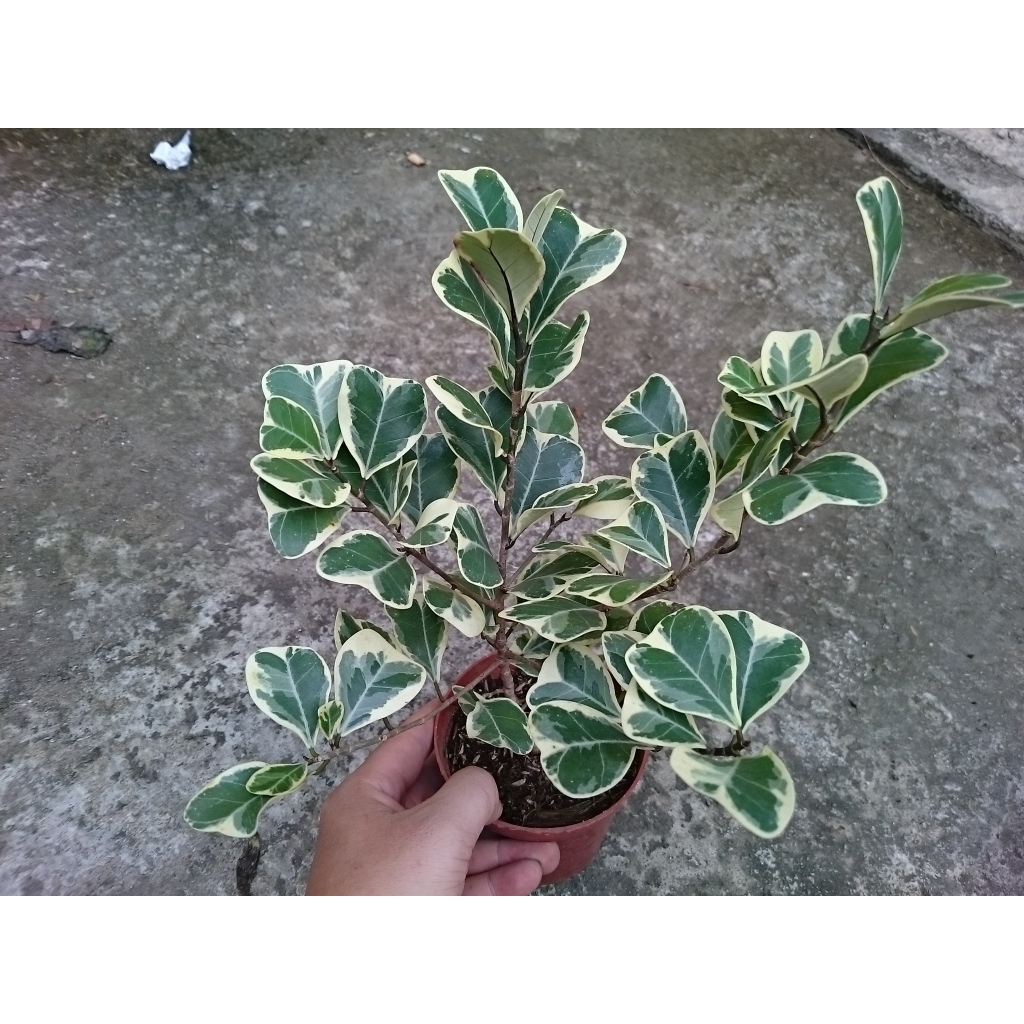 Cây bàng cẩm thạch - cây đa tam phúc - chậu cây cảnh để bàn