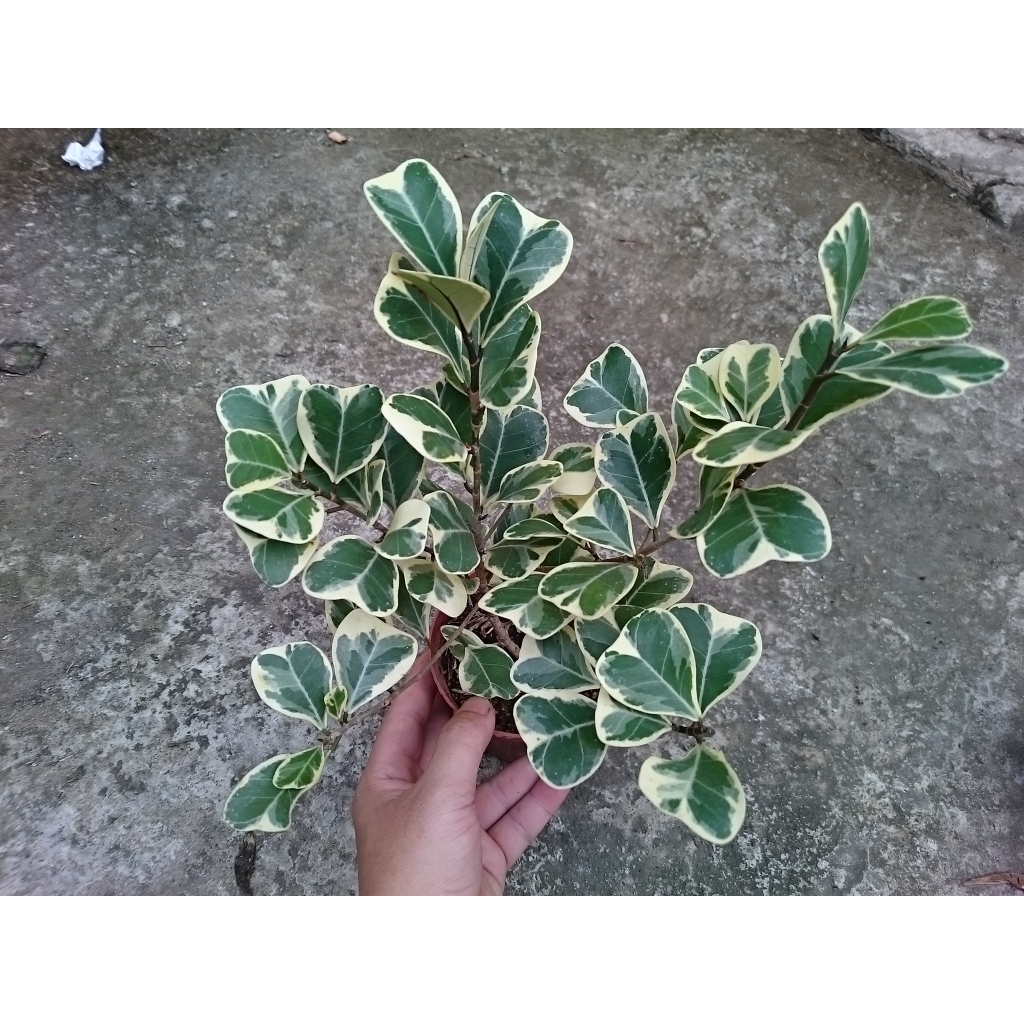 Cây bàng cẩm thạch - cây đa tam phúc - chậu cây cảnh để bàn
