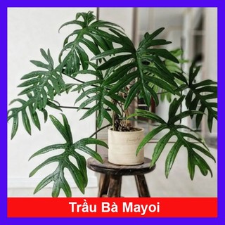 Cây Trầu Bà Mayoi - Philodendron Mayoi - chậu cây cảnh trong nhà trang trí nội thất