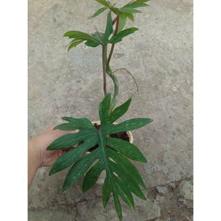 Cây Trầu Bà Mayoi - Philodendron Mayoi - chậu cây cảnh trong nhà trang trí nội thất
