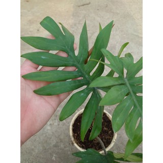 Cây Trầu Bà Mayoi - Philodendron Mayoi - chậu cây cảnh trong nhà trang trí nội thất