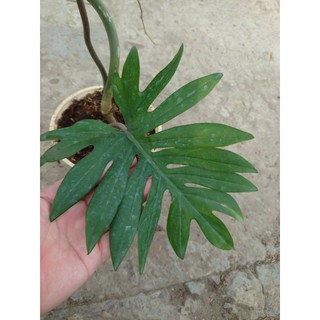 Cây Trầu Bà Mayoi - Philodendron Mayoi - chậu cây cảnh trong nhà trang trí nội thất