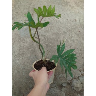 Cây Trầu Bà Mayoi - Philodendron Mayoi - chậu cây cảnh trong nhà trang trí nội thất