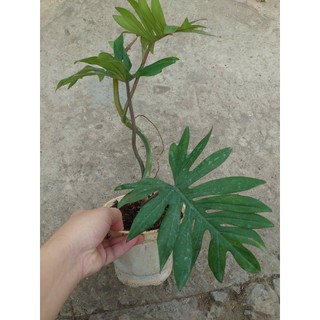 Cây Trầu Bà Mayoi - Philodendron Mayoi - chậu cây cảnh trong nhà trang trí nội thất