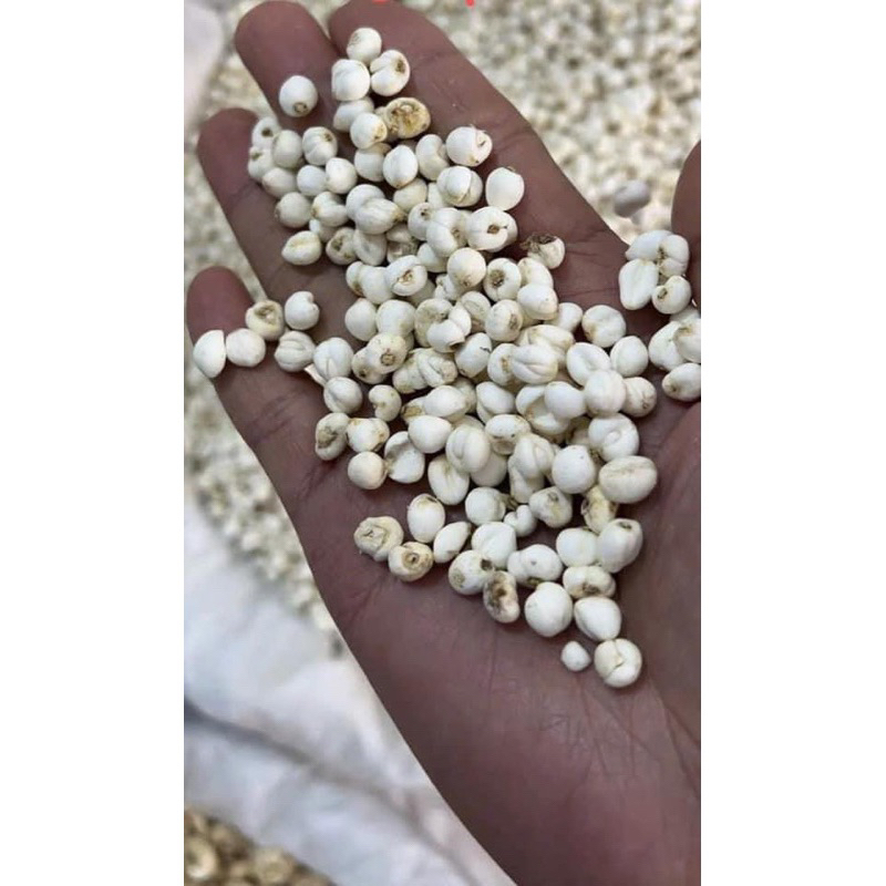 Xuyên Bối Mẫu ( Bối Mẫu Tứ Xuyên ) Hỗ Trợ Giảm Ho