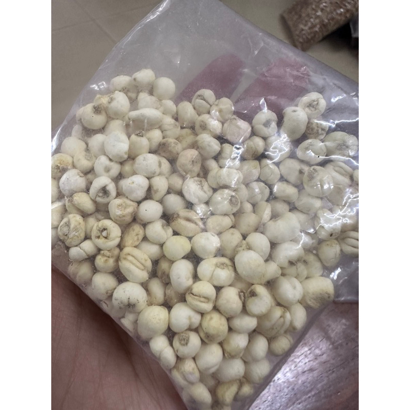 Xuyên Bối Mẫu ( Bối Mẫu Tứ Xuyên ) Hỗ Trợ Giảm Ho