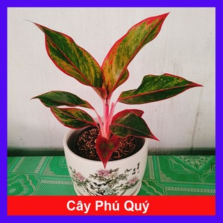 CÂY PHÚ QUÝ - chậu cây cảnh để bàn - cây cảnh trong nhà