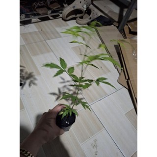 cây sầu đâu ăn lá, sầu đâu trộn gỏi khô