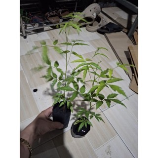 cây sầu đâu ăn lá, sầu đâu trộn gỏi khô