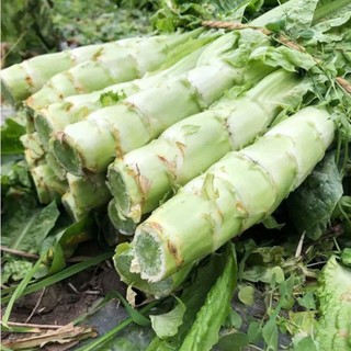 Hạt Giống Rau Tiến Vua Xanh , Rau Sạch Giàu Dinh Dưỡng,Hạt Giống Lá Dài, Mềm, Vị Ngọt Thanh